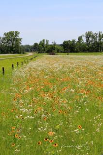 Flower Field
