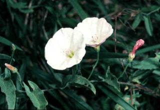 Field Bindweed